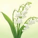 Uncovering the Allure of Lily of the Valley Scent