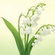 Lily of the Valley Scent Guide: Notes, Pairings How to Choose a Candle